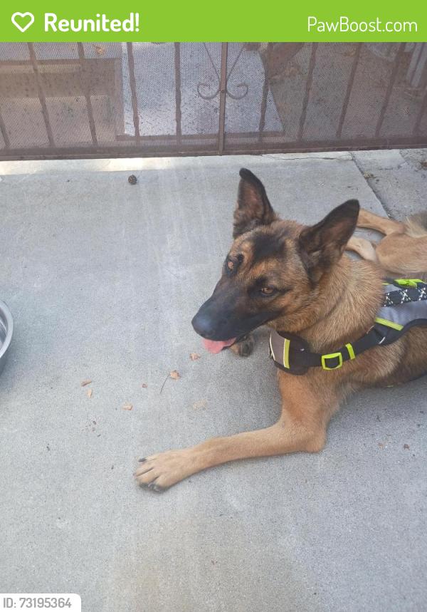 Reunited Female Dog last seen San Gabriel Ave. and Independence Ave., South Gate, CA 90280