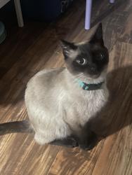 Lost Male Cat last seen SE 39th Hawthorne Fred Meyers, Portland, OR 97214