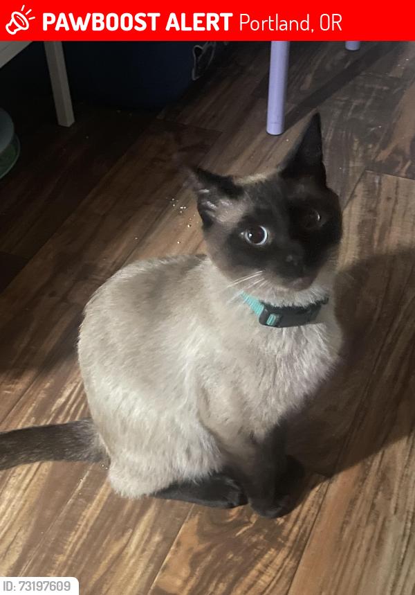 Lost Male Cat last seen SE 39th Hawthorne Fred Meyers, Portland, OR 97214