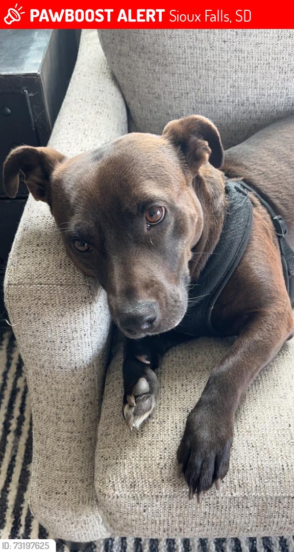 Lost Female Dog last seen Culbert and 57th.. tea Ellis area, Sioux Falls, SD 57106