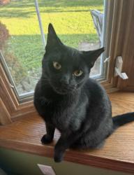 Reunited Female Cat last seen Near old logan rd, Lancaster, OH 43130