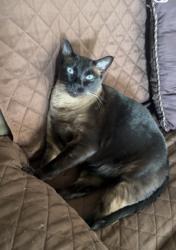 Reunited Male Cat last seen Queenston and Centennial, Hamilton, ON L8G 2N4