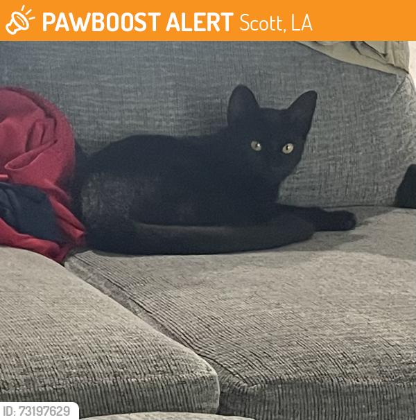 Rehomed Female Cat last seen Fenetre Rd, Scott, LA 70506