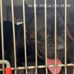 Shelter Stray Male Dog last seen Near, 2600 S Harding St, Indianapolis, IN 46221, USA