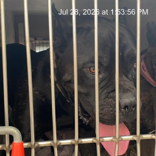 Shelter Stray Male Dog last seen Near, 2600 S Harding St, Indianapolis, IN 46221, USA
