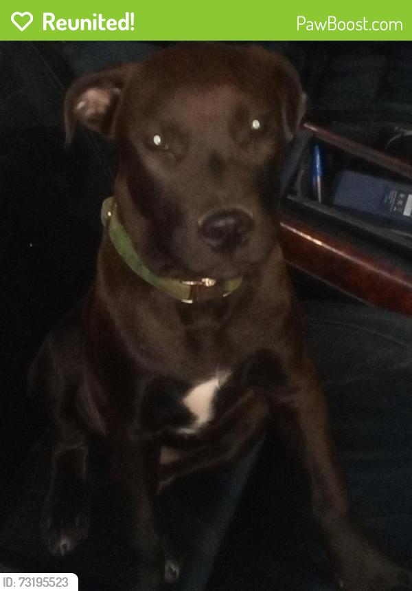 Reunited Male Dog last seen SW 15th St & SW H Ave, Lawton, OK 73501, USA, Lawton, OK 73501