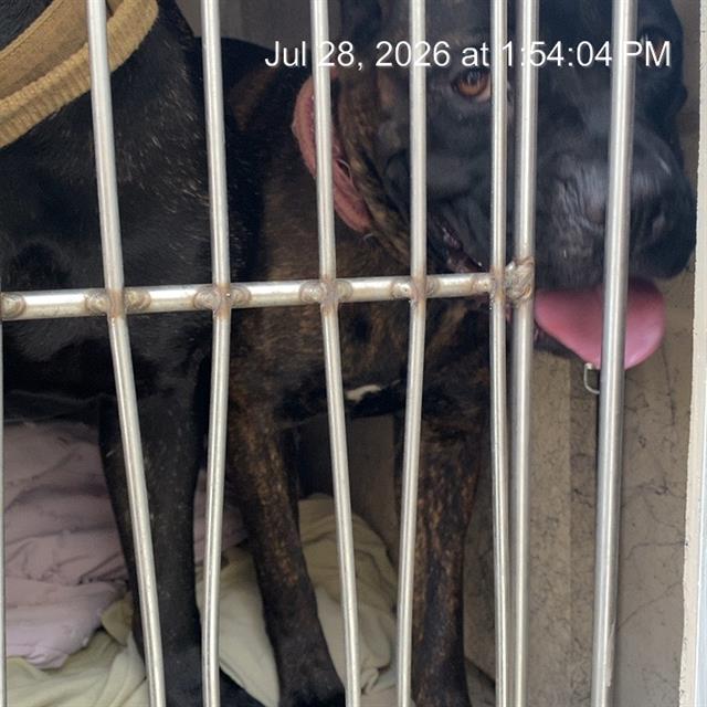 Shelter Stray Female Dog last seen Near, 2600 S Harding St, Indianapolis, IN 46221, USA