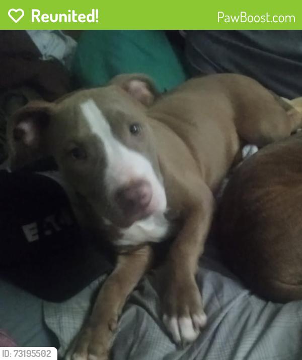 Reunited Male Dog last seen SW 15th St & SW H Ave, Lawton, OK 73501, USA, Lawton, OK 73501