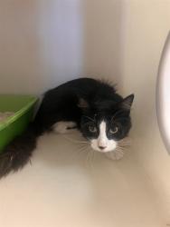Shelter Stray Male Cat last seen Near BLK AMBER RIDGE WAY, BAKERSFIELD CA, 201 S Mt Vernon Ave, Bakersfield, CA 93307, USA