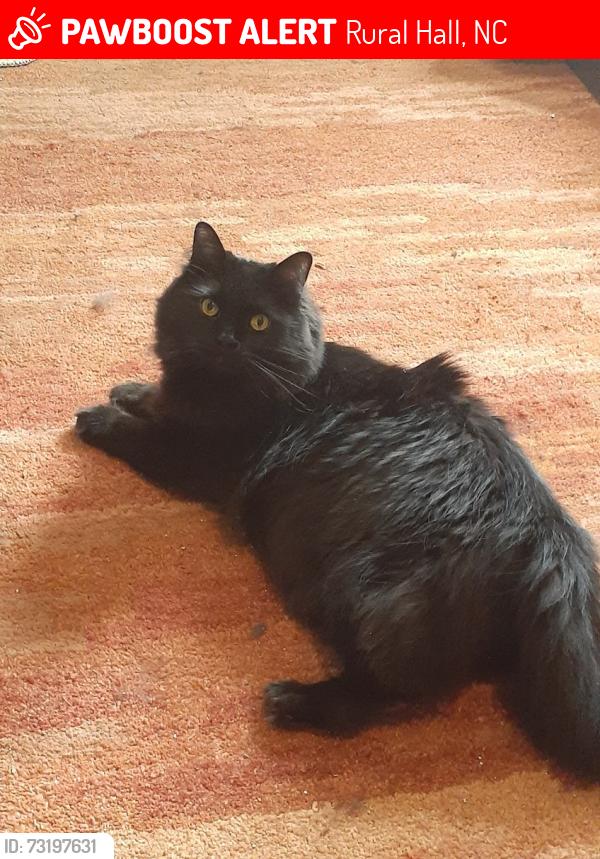 Lost Female Cat last seen Lochinvar and Bray Street, Rural Hall, NC 27045