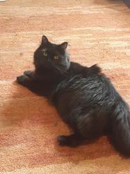 Lost Female Cat last seen Lochinvar and Bray Street, Rural Hall, NC 27045