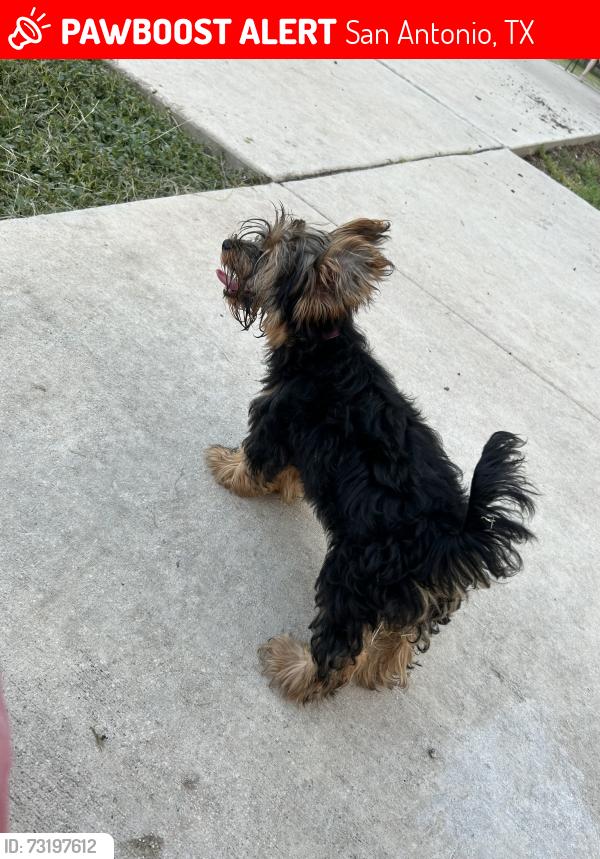 Lost Female Dog last seen Near By Zarzamora & Martín st & Gould St, West side, San Antonio, TX 78207