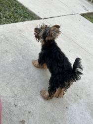 Lost Female Dog last seen Near By Zarzamora & Martín st & Gould St, West side, San Antonio, TX 78207