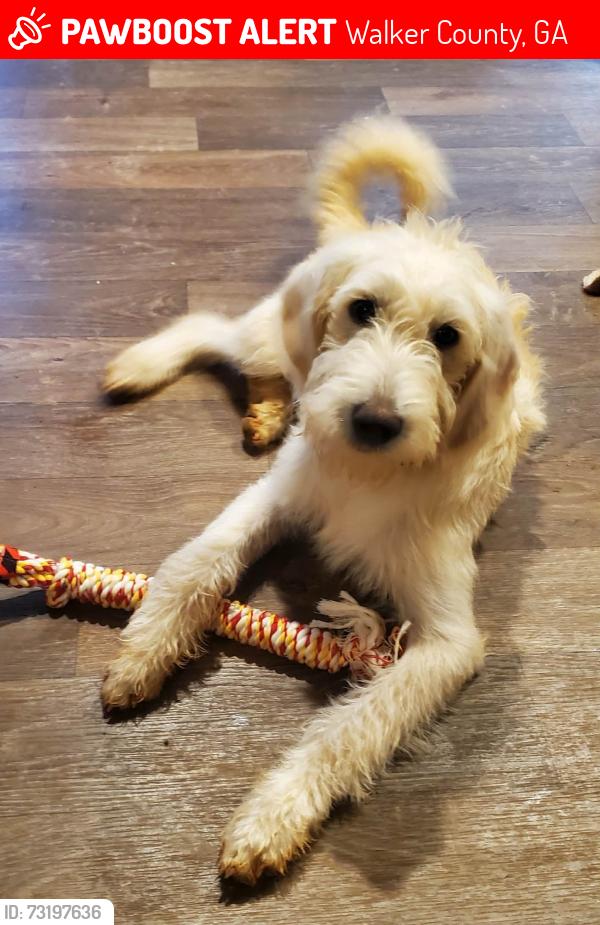 Lost Female Dog last seen N Dicks Creek, Walker County, GA 30728