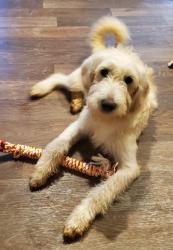 Lost Female Dog last seen N Dicks Creek, Walker County, GA 30728