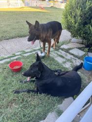Found/Stray Male Dog last seen Clearview Circle and S Montreal, Dallas, TX 75233
