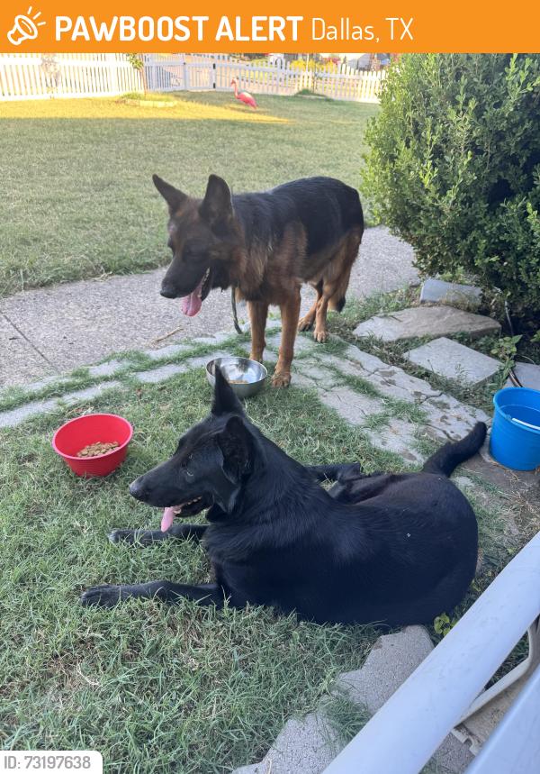 Found/Stray Male Dog last seen Clearview Circle and S Montreal, Dallas, TX 75233