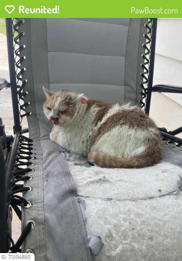 Reunited Unknown Cat last seen Pizza hse, Travelers Rest, SC 29690