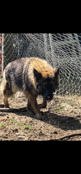 Lost Male Dog last seen Bothwell street, Greensboro, NC 27401