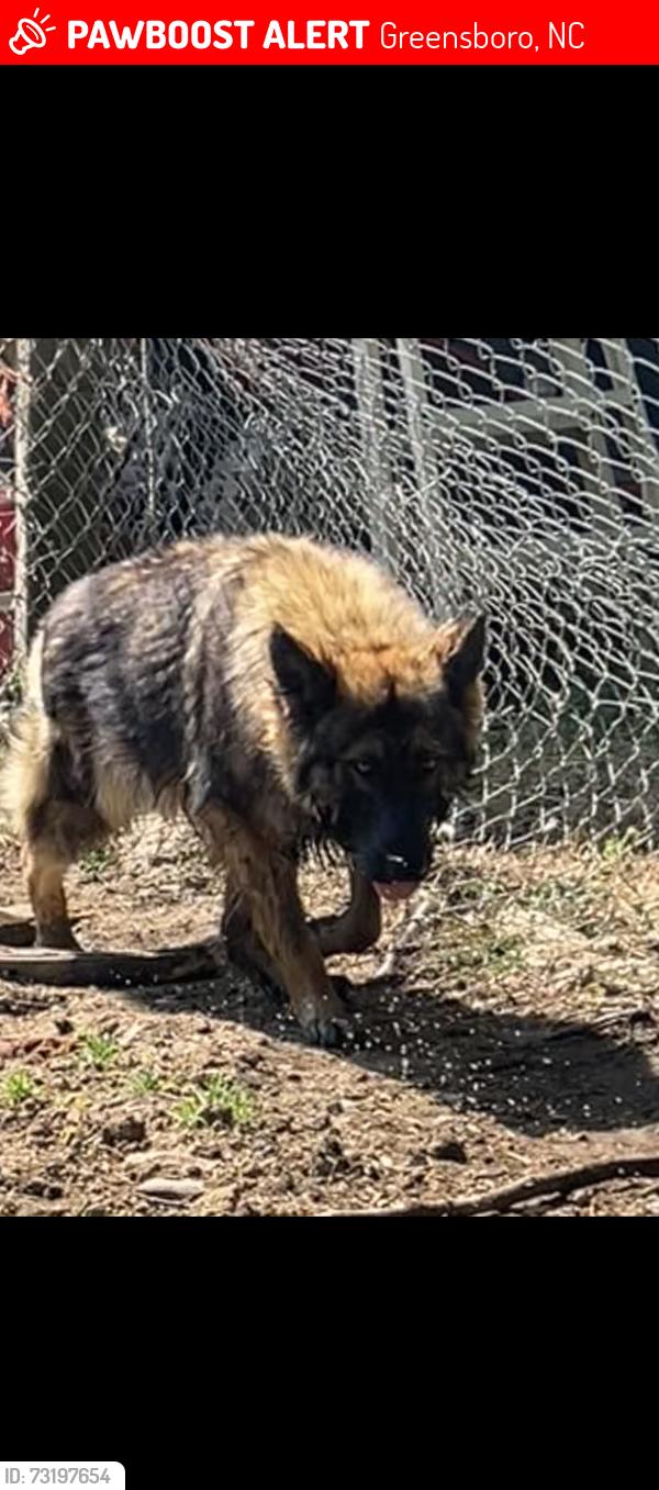 Lost Male Dog last seen Bothwell street, Greensboro, NC 27401
