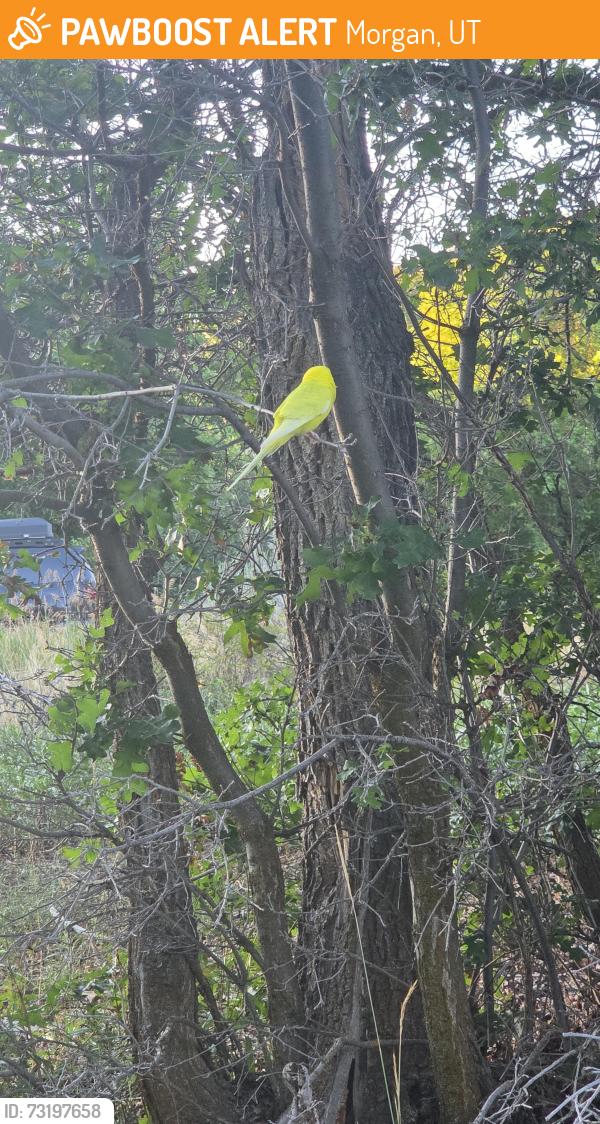 Found/Stray Unknown Bird last seen River, Morgan, UT 84050