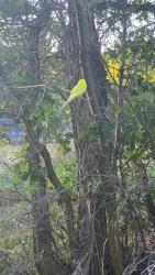 Found/Stray Unknown Bird last seen River, Morgan, UT 84050