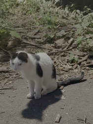 Found/Stray Male Cat last seen Prospect Park, Brooklyn, NY 11225