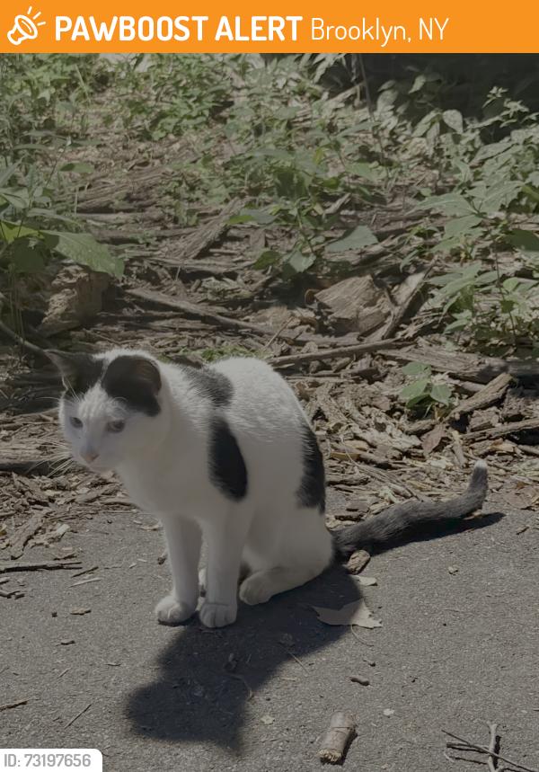 Found/Stray Male Cat last seen Prospect Park, Brooklyn, NY 11225