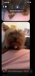 Lost Female Dog last seen 47th and prospect, Oklahoma City, OK 73111