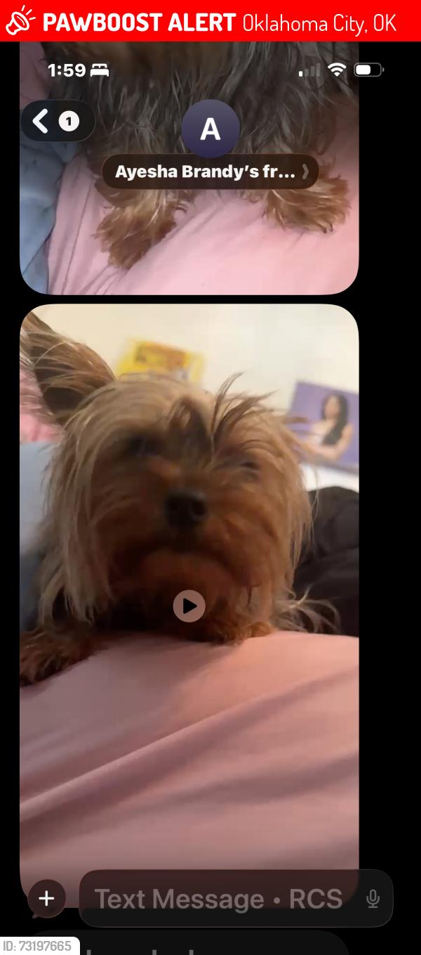Lost Female Dog last seen 47th and prospect, Oklahoma City, OK 73111