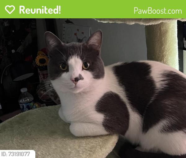 Reunited Male Cat last seen Barrie & Ruston, Flint, MI 48507