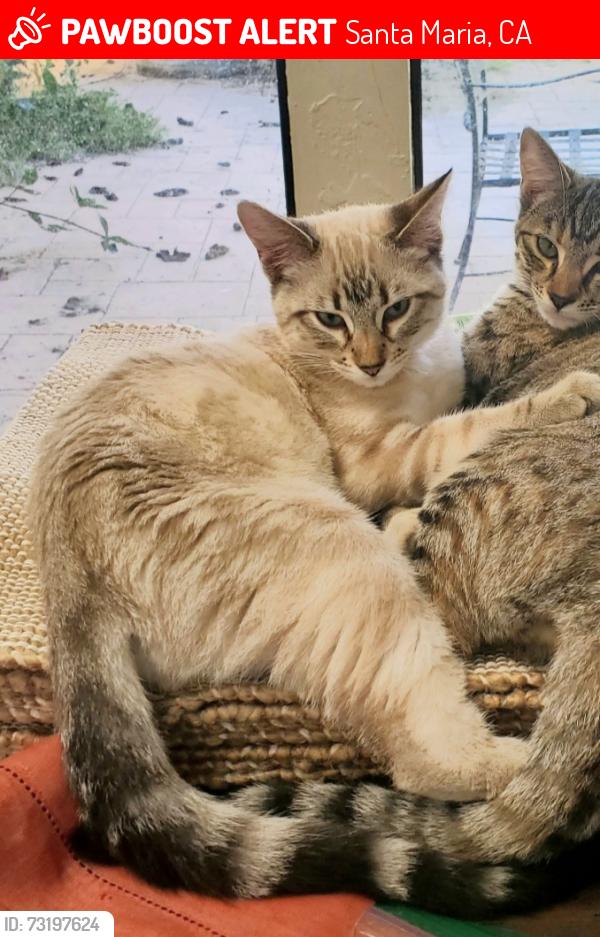 Lost Female Cat last seen E Rose Ave & Beth Ct, Santa Maria, CA 93454