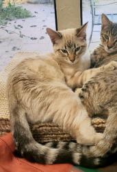 Lost Female Cat last seen E Rose Ave & Beth Ct, Santa Maria, CA 93454