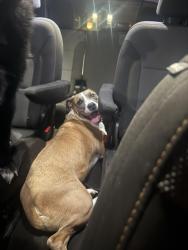 Reunited Female Dog last seen Crowley Walmart, 1187, Crowley, TX 76036