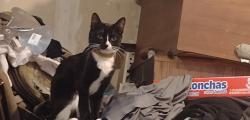 Lost Female Cat last seen Saratoga st & Miramar ave, San Leandro, CA 94578
