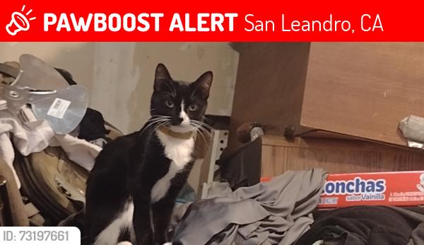 Lost Female Cat last seen Saratoga st & Miramar ave, San Leandro, CA 94578