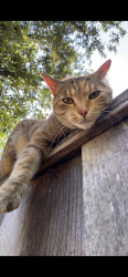 Lost Female Cat last seen Camden ave and Queenswood way, San Jose, CA 95120