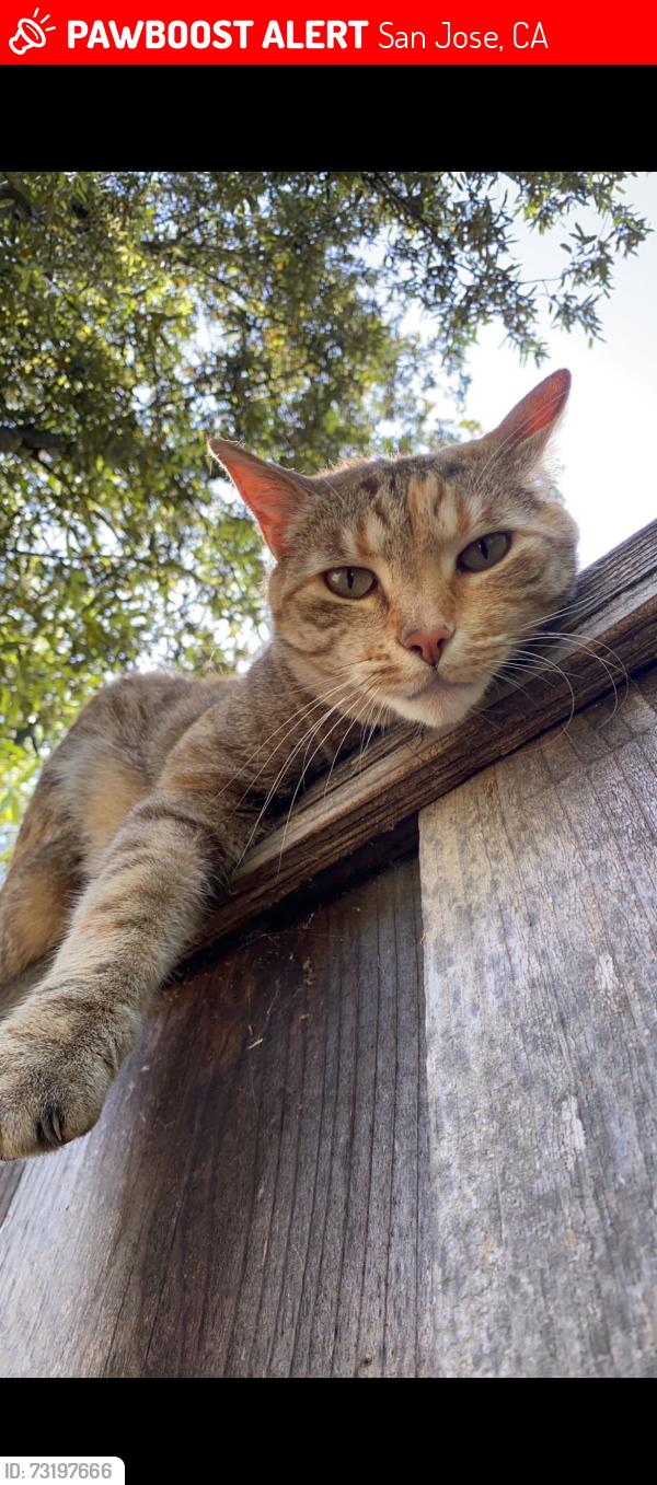 Lost Female Cat last seen Camden ave and Queenswood way, San Jose, CA 95120