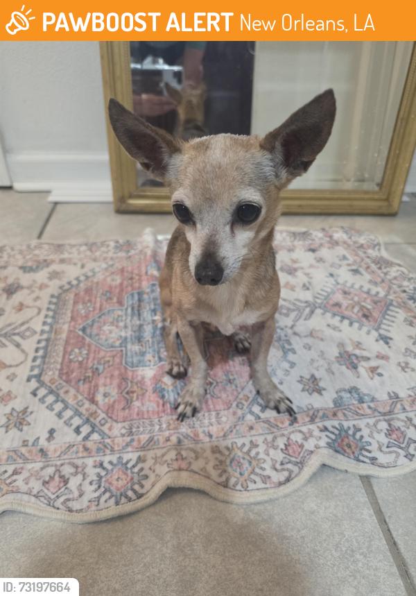 Found/Stray Male Dog last seen GORDON ST AND ROYAL ST, New Orleans, LA 70117