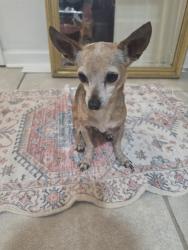 Found/Stray Male Dog last seen GORDON ST AND ROYAL ST, New Orleans, LA 70117