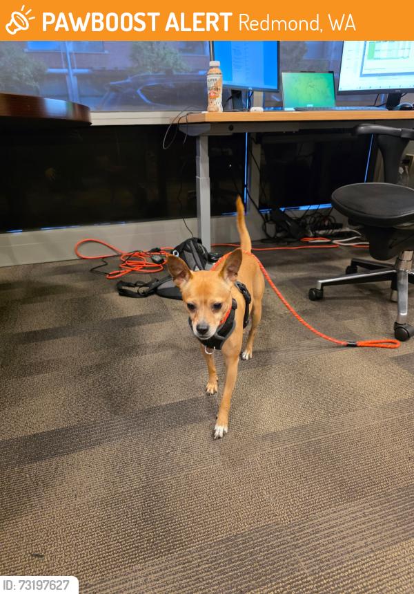 Found/Stray Male Dog last seen Bear Creek Pkwy and NE 74th St, Redmond, WA 98052