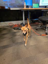 Found/Stray Male Dog last seen Bear Creek Pkwy and NE 74th St, Redmond, WA 98052