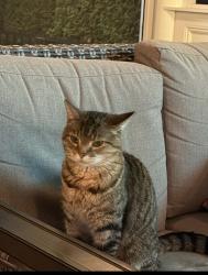 Lost Female Cat last seen Flint drive, stop 30, Hendersonville, TN 37075