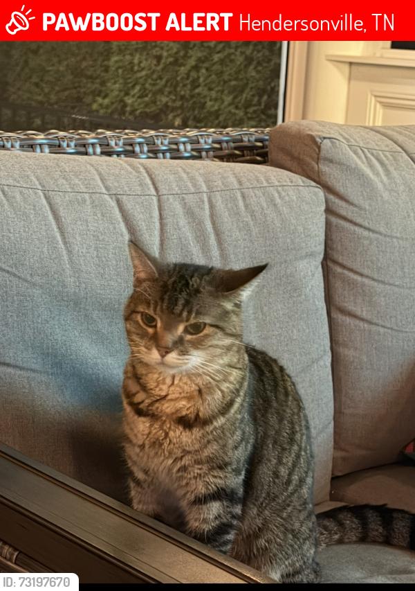 Lost Female Cat last seen Flint drive, stop 30, Hendersonville, TN 37075