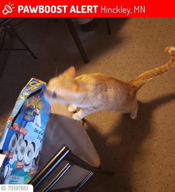 Lost Male Cat last seen Grand Casino parking lot, Hinckley, MN 55037