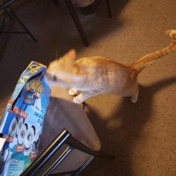 Lost Male Cat last seen Grand Casino parking lot, Hinckley, MN 55037