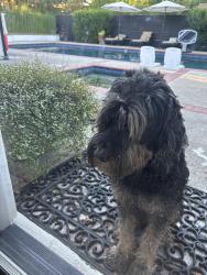 Found/Stray Male Dog last seen Twin Rocks Rd and Morningside Dr, Granite Bay, Granite Bay, CA 95746