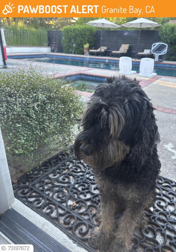 Found/Stray Male Dog last seen Twin Rocks Rd and Morningside Dr, Granite Bay, Granite Bay, CA 95746