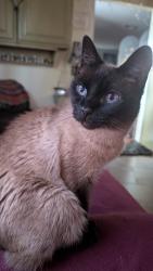 Lost Female Cat last seen Haynes and Blewett, Los Angeles, CA 91406