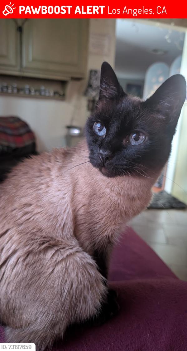 Lost Female Cat last seen Haynes and Blewett, Los Angeles, CA 91406